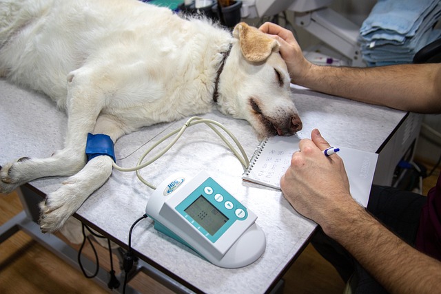 Hledáte veterinu?